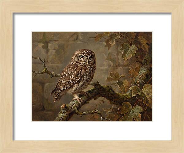 Charming Little Owl Observation