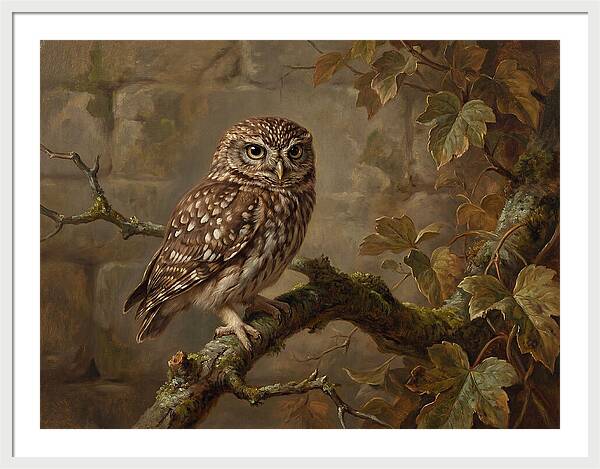 Charming Little Owl Observation