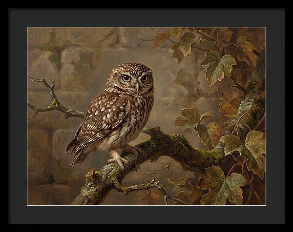Charming Little Owl Observation