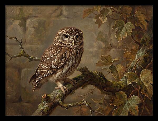 Charming Little Owl Observation