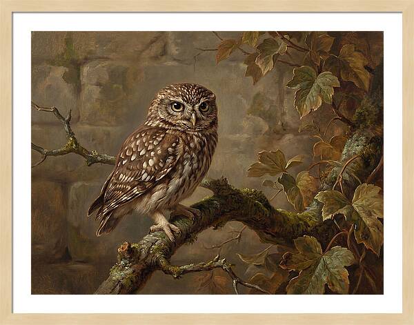 Charming Little Owl Observation
