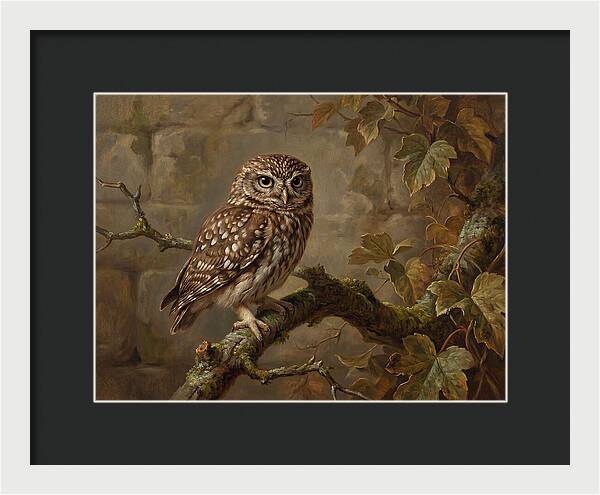 Charming Little Owl Observation