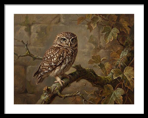 Charming Little Owl Observation