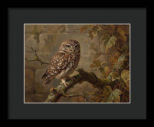 Charming Little Owl Observation