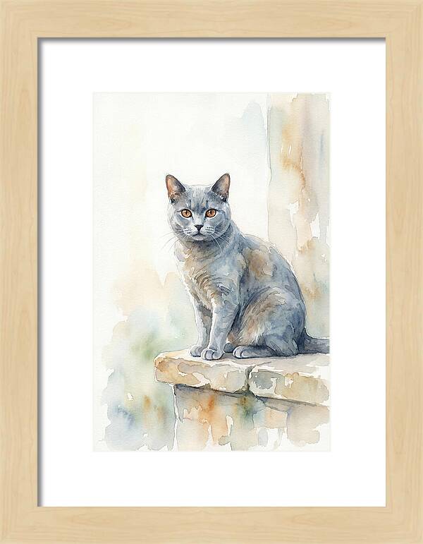 Chartreux Cat With Copper Eyes