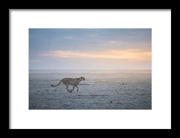 Cheetah Running At Dusk