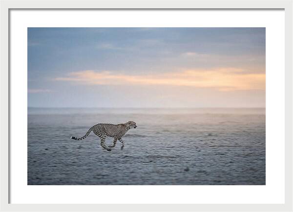 Cheetah Running At Dusk