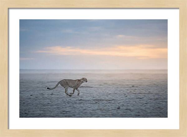 Cheetah Running At Dusk
