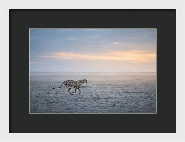 Cheetah Running At Dusk