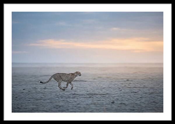 Cheetah Running At Dusk