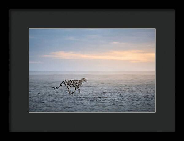 Cheetah Running At Dusk