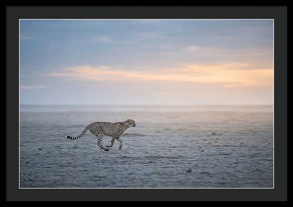 Cheetah Running At Dusk