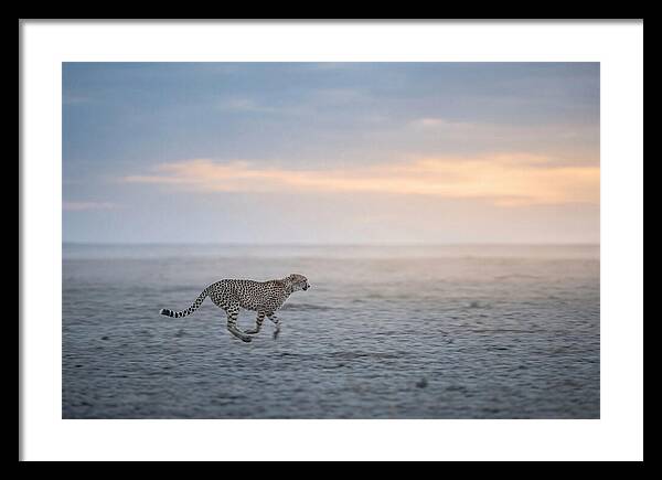 Cheetah Running At Dusk