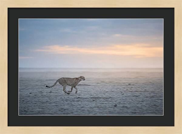 Cheetah Running At Dusk