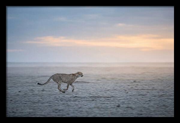 Cheetah Running At Dusk