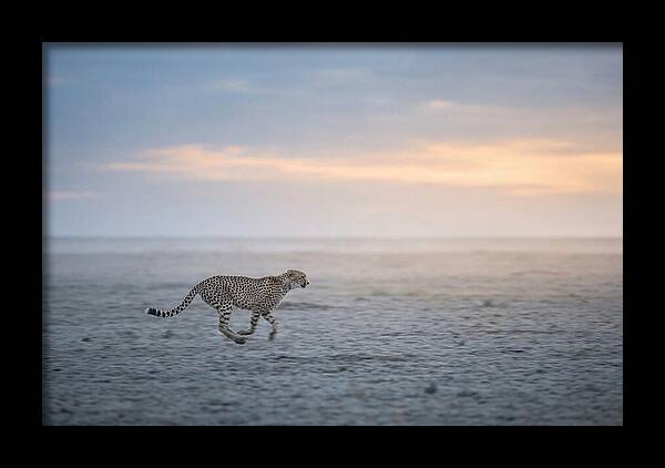 Cheetah Running At Dusk