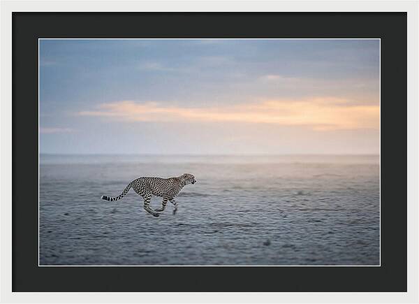 Cheetah Running At Dusk