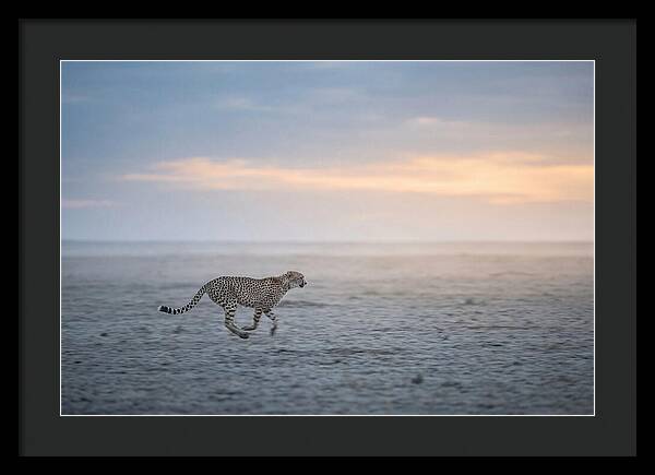 Cheetah Running At Dusk