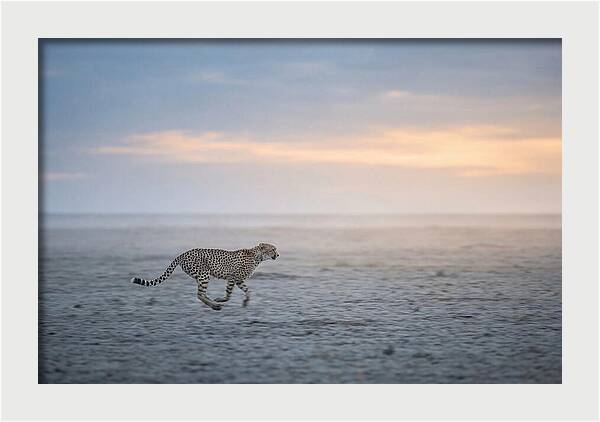 Cheetah Running At Dusk