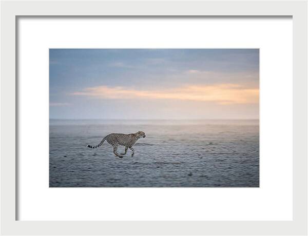 Cheetah Running At Dusk