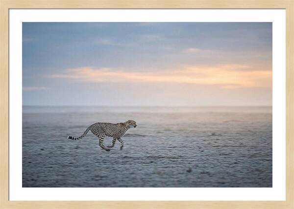 Cheetah Running At Dusk
