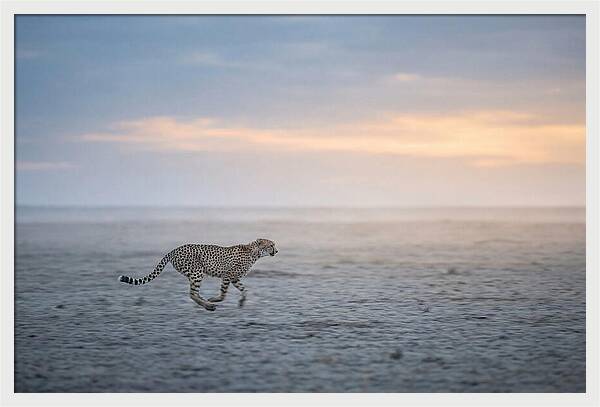Cheetah Running At Dusk