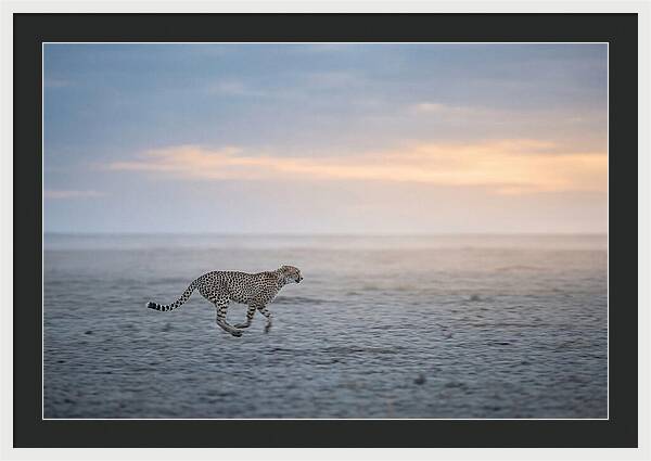 Cheetah Running At Dusk