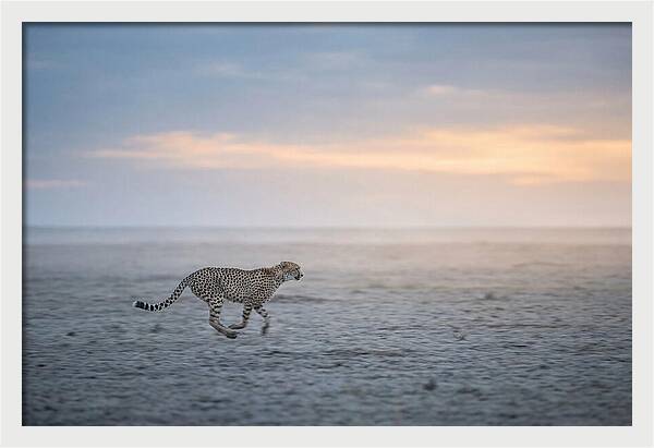 Cheetah Running At Dusk