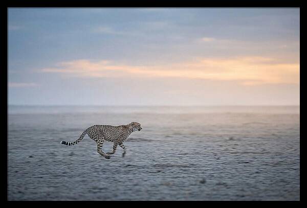 Cheetah Running At Dusk