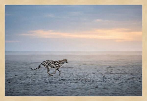 Cheetah Running At Dusk