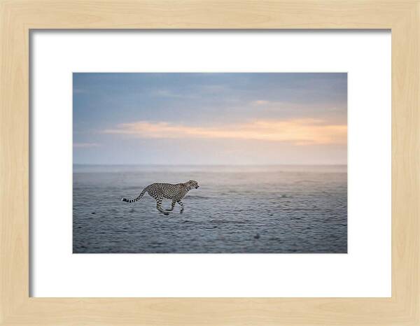 Cheetah Running At Dusk