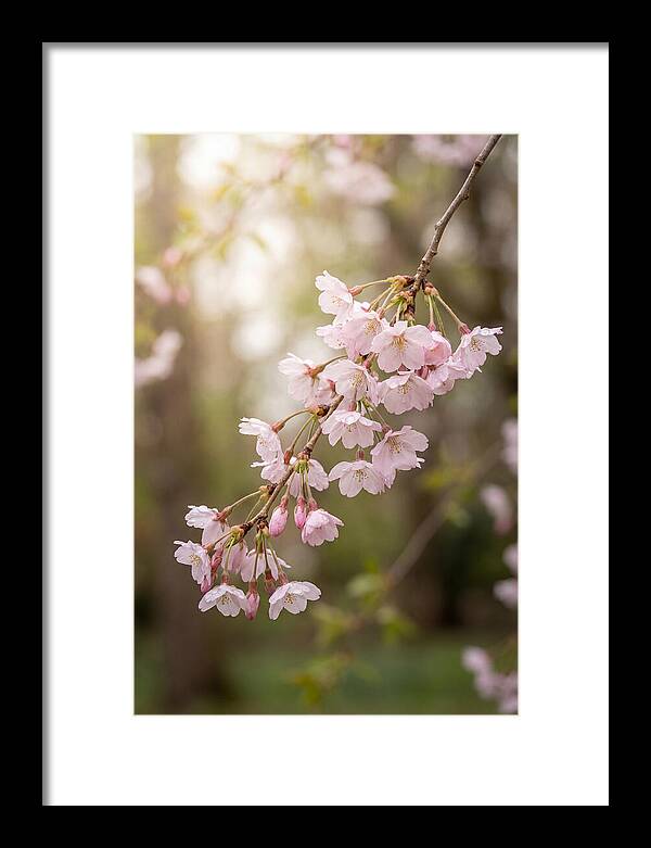 Cherry Blossom Branch