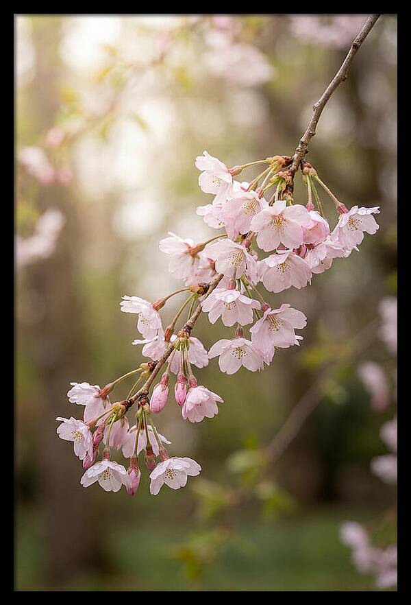 Cherry Blossom Branch