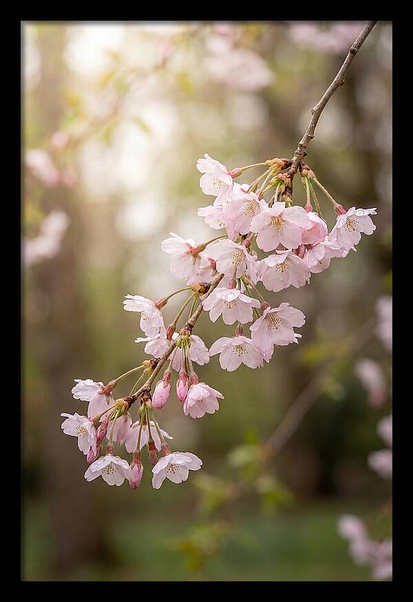 Cherry Blossom Branch