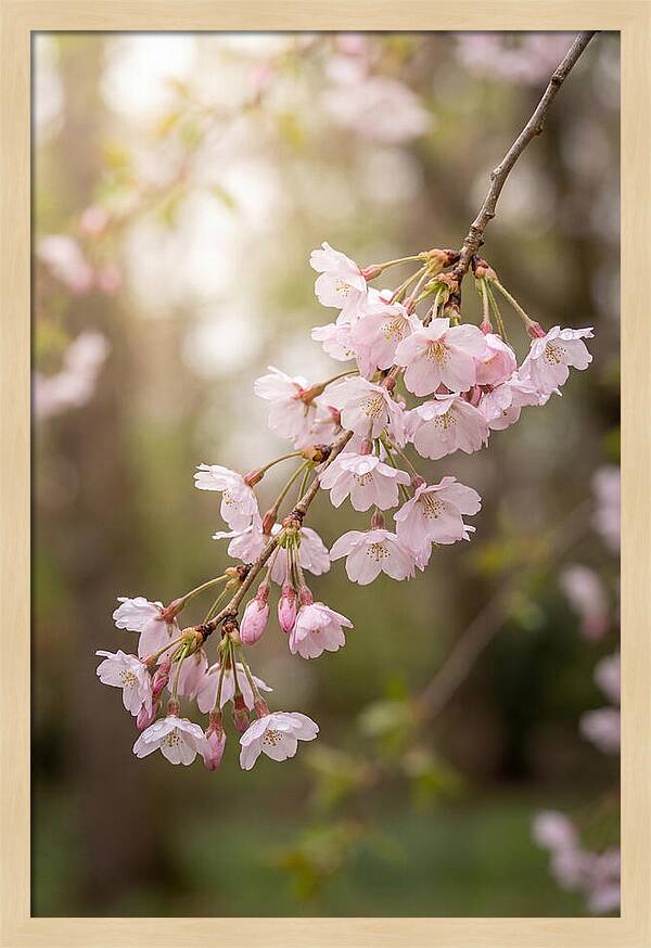 Cherry Blossom Branch