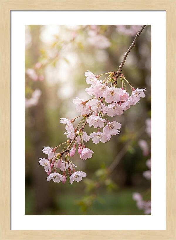 Cherry Blossom Branch