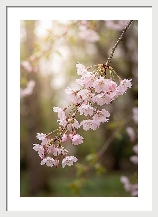 Cherry Blossom Branch