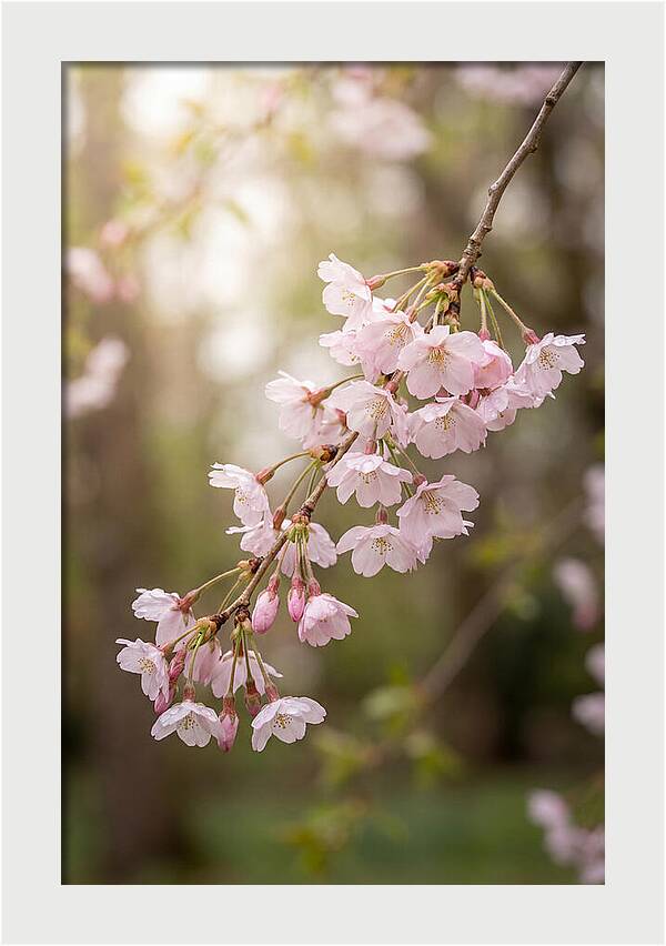 Cherry Blossom Branch