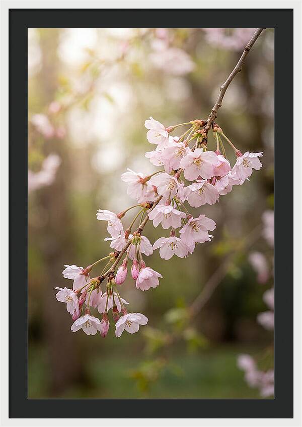 Cherry Blossom Branch