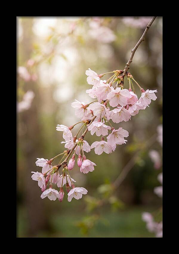 Cherry Blossom Branch