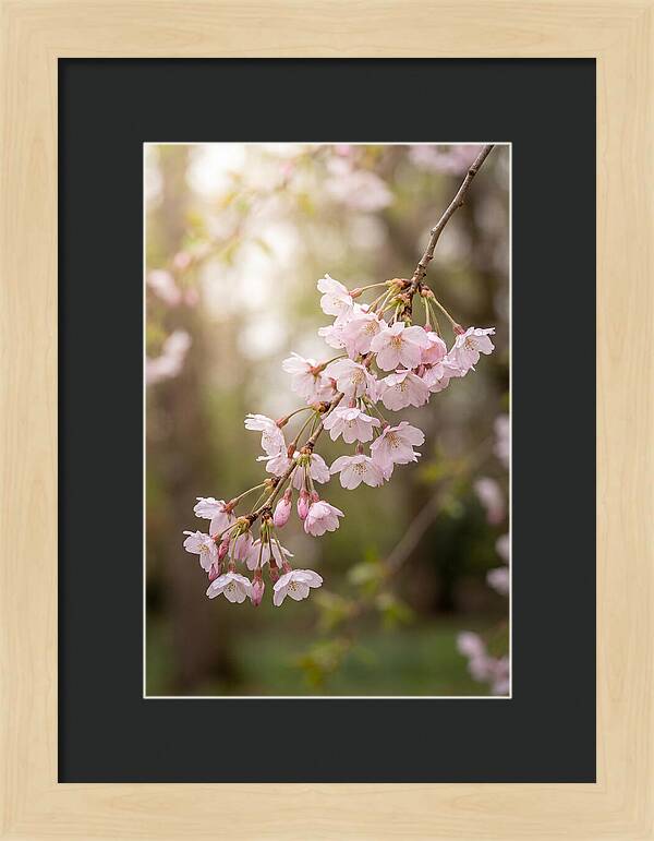 Cherry Blossom Branch