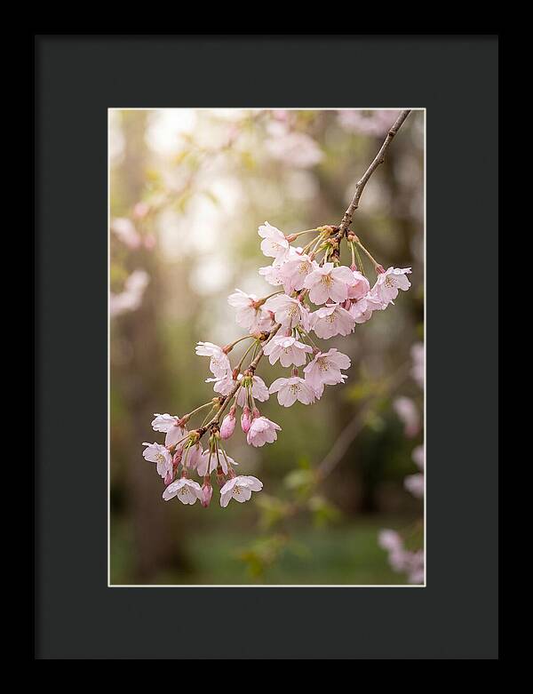 Cherry Blossom Branch