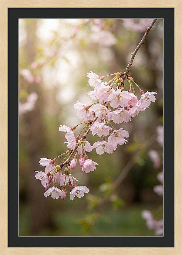 Cherry Blossom Branch