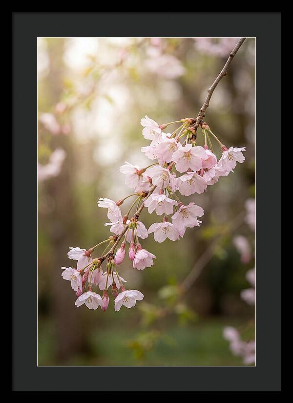 Cherry Blossom Branch