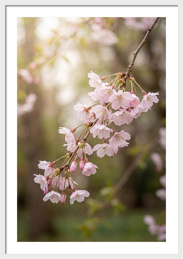 Cherry Blossom Branch