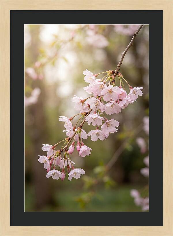 Cherry Blossom Branch