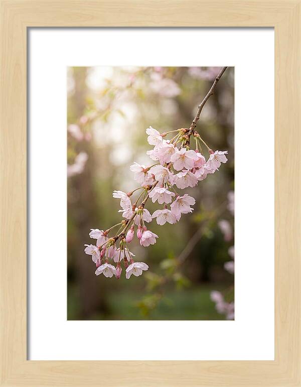 Cherry Blossom Branch