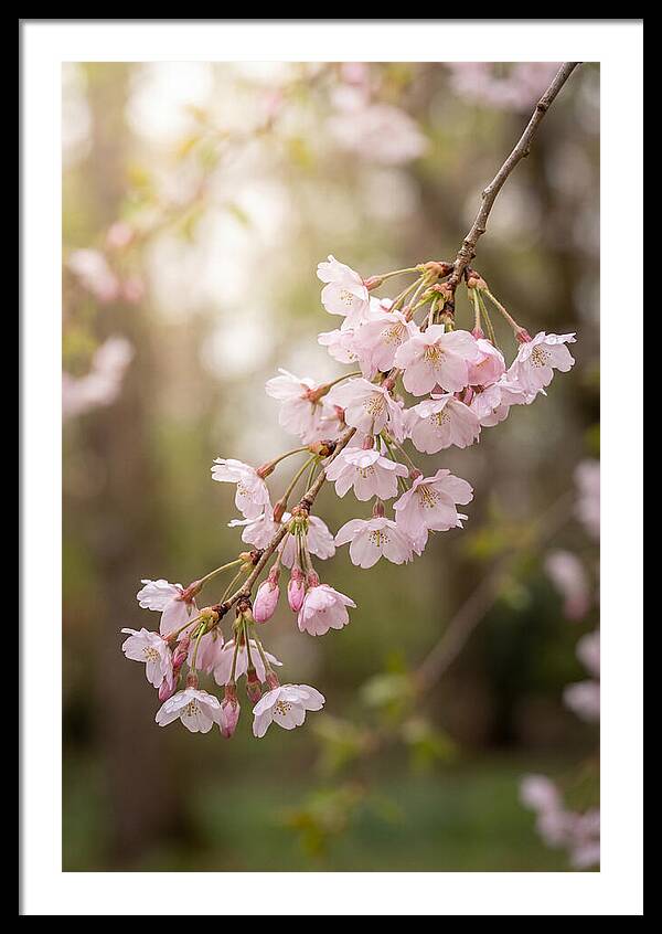 Cherry Blossom Branch