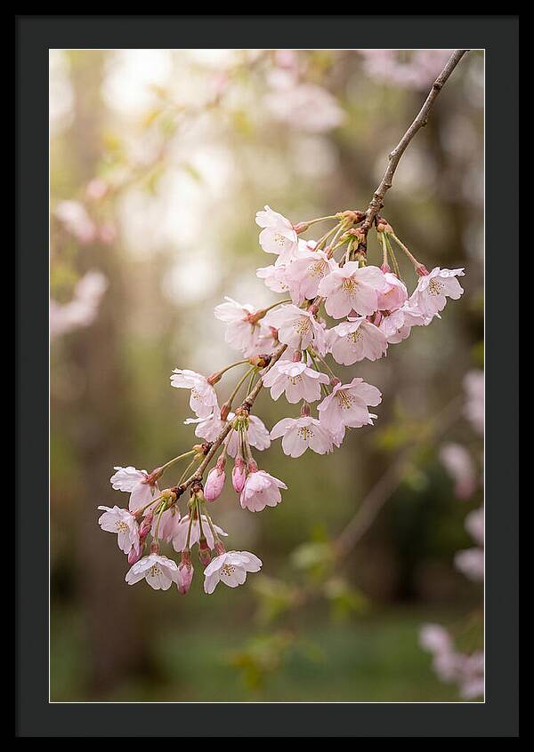 Cherry Blossom Branch