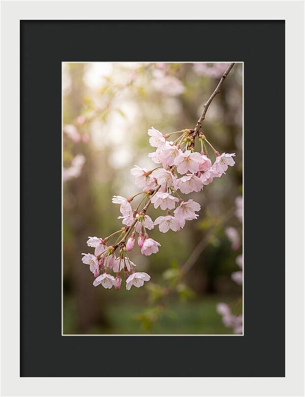 Cherry Blossom Branch